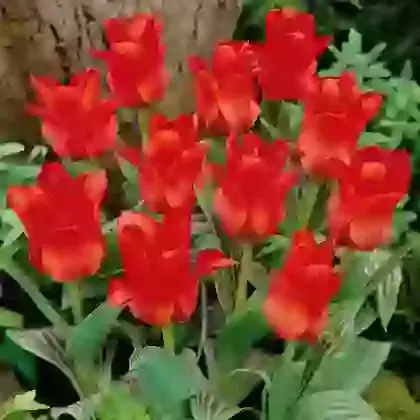 Red Riding Hood
